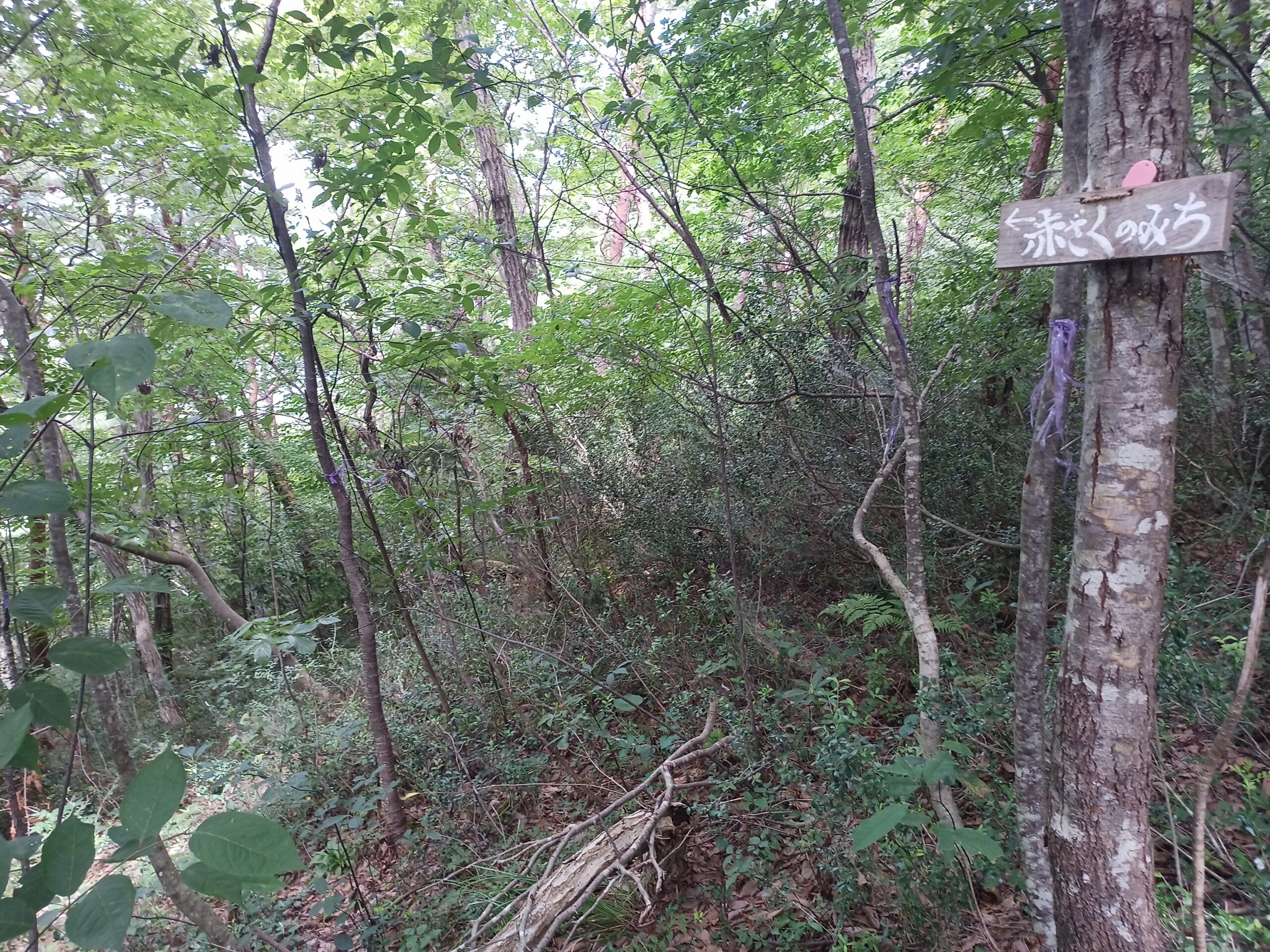 IMG_20230816_115739_609