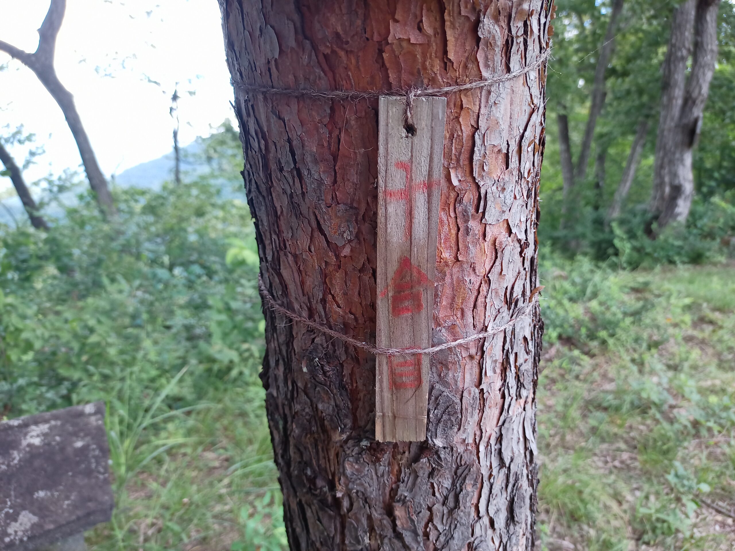 IMG_20230816_123920_011