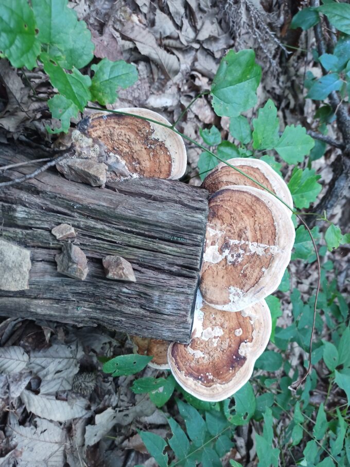 IMG_20230816_134153_499