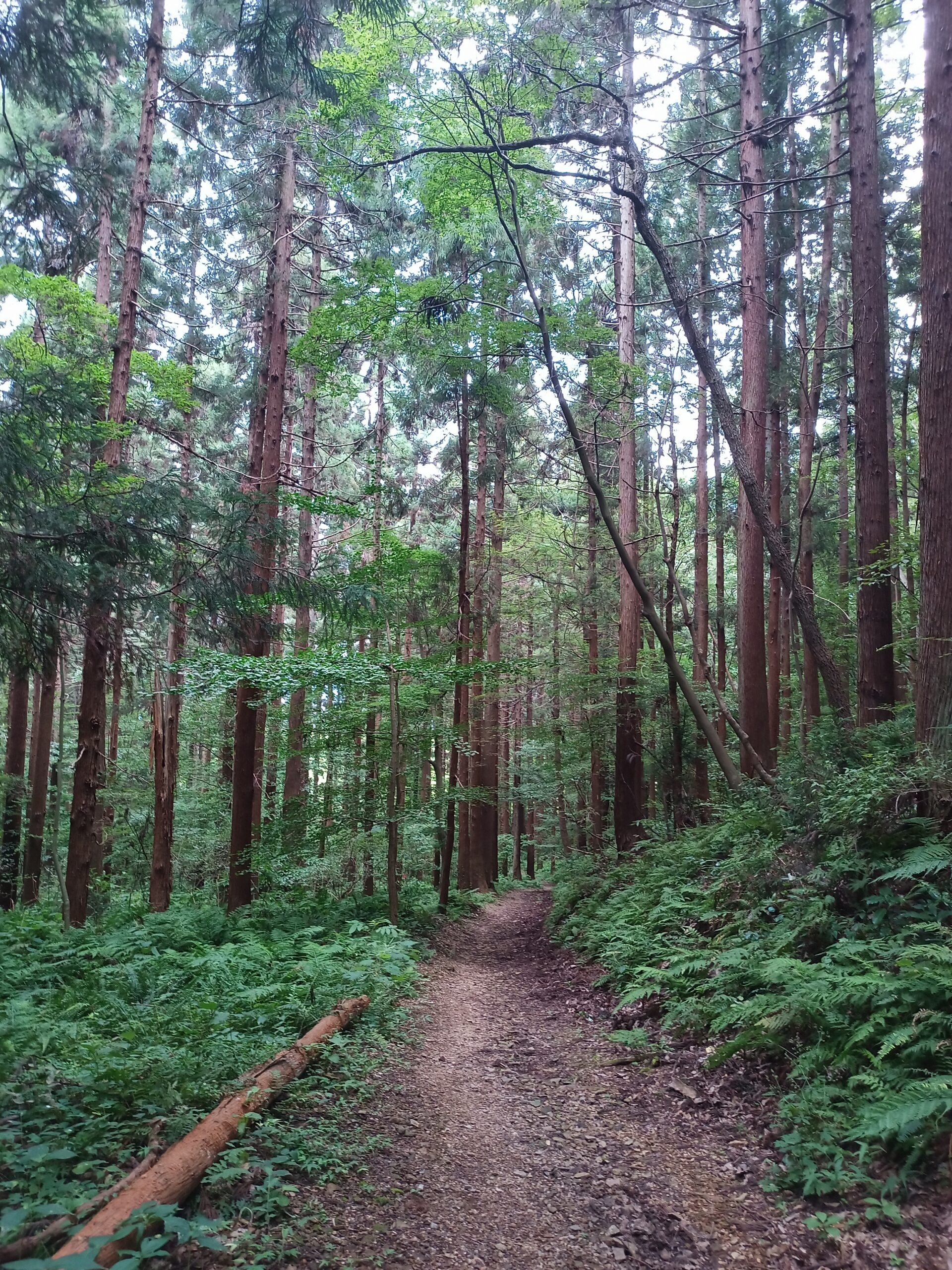 IMG_20230816_134806_128