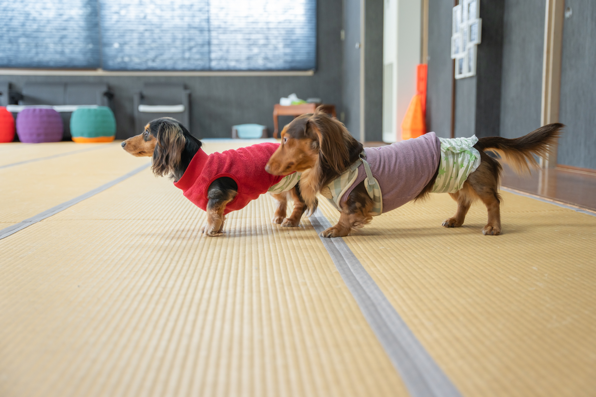 エビスヤ_ドッグラン2