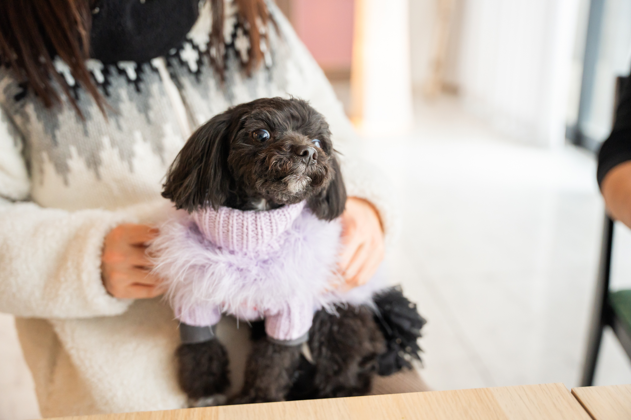 エビスヤ_ワンちゃん2