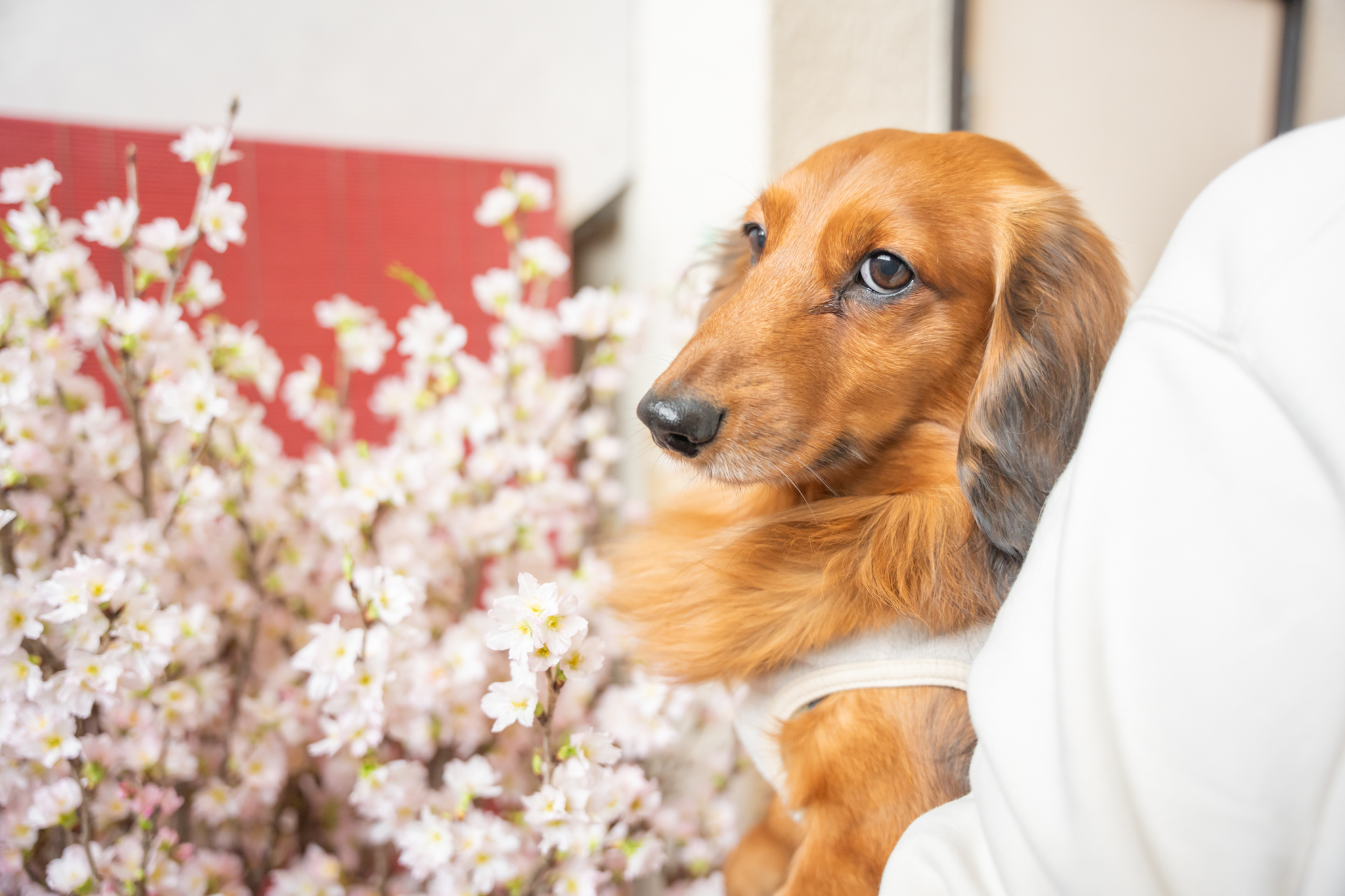 エビスヤ_ワンちゃん3