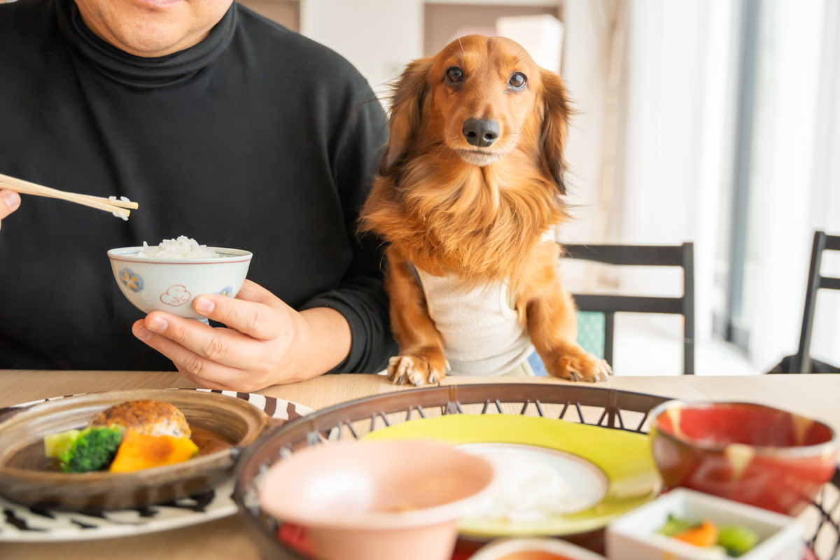 【特集記事】愛犬と贅沢ステイ！山形の“ワンちゃんファースト”なお宿「エビスヤ」