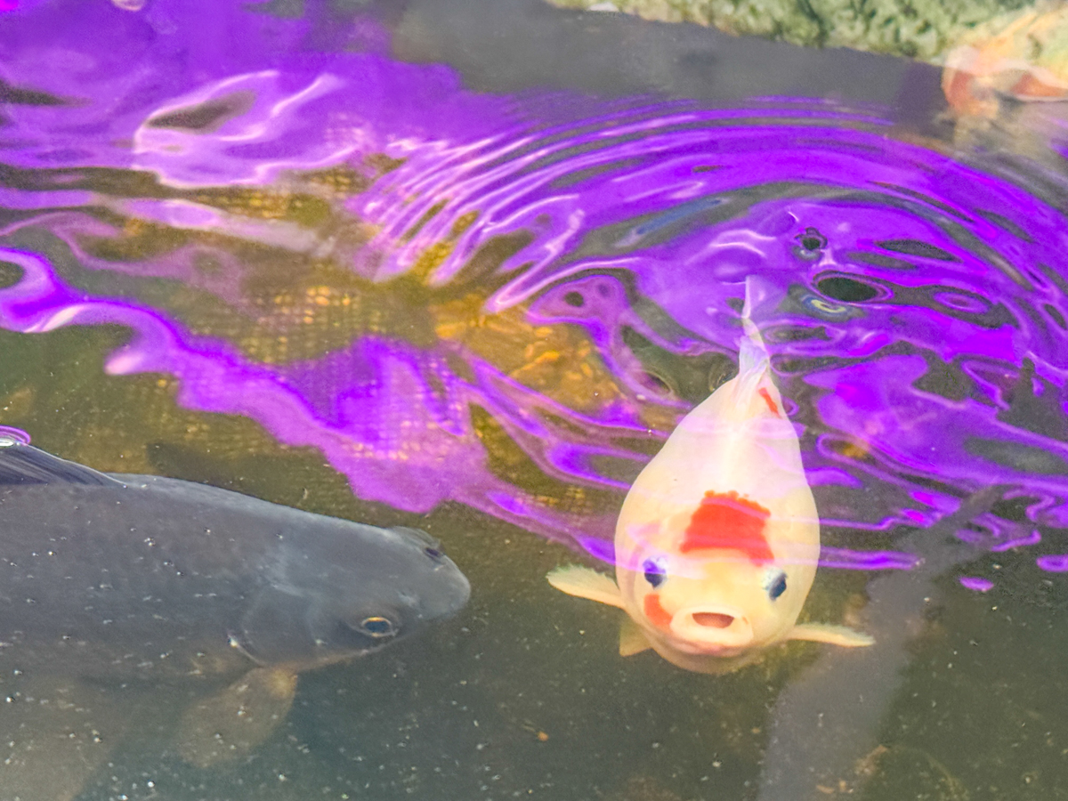 みはらし水耕農園-05