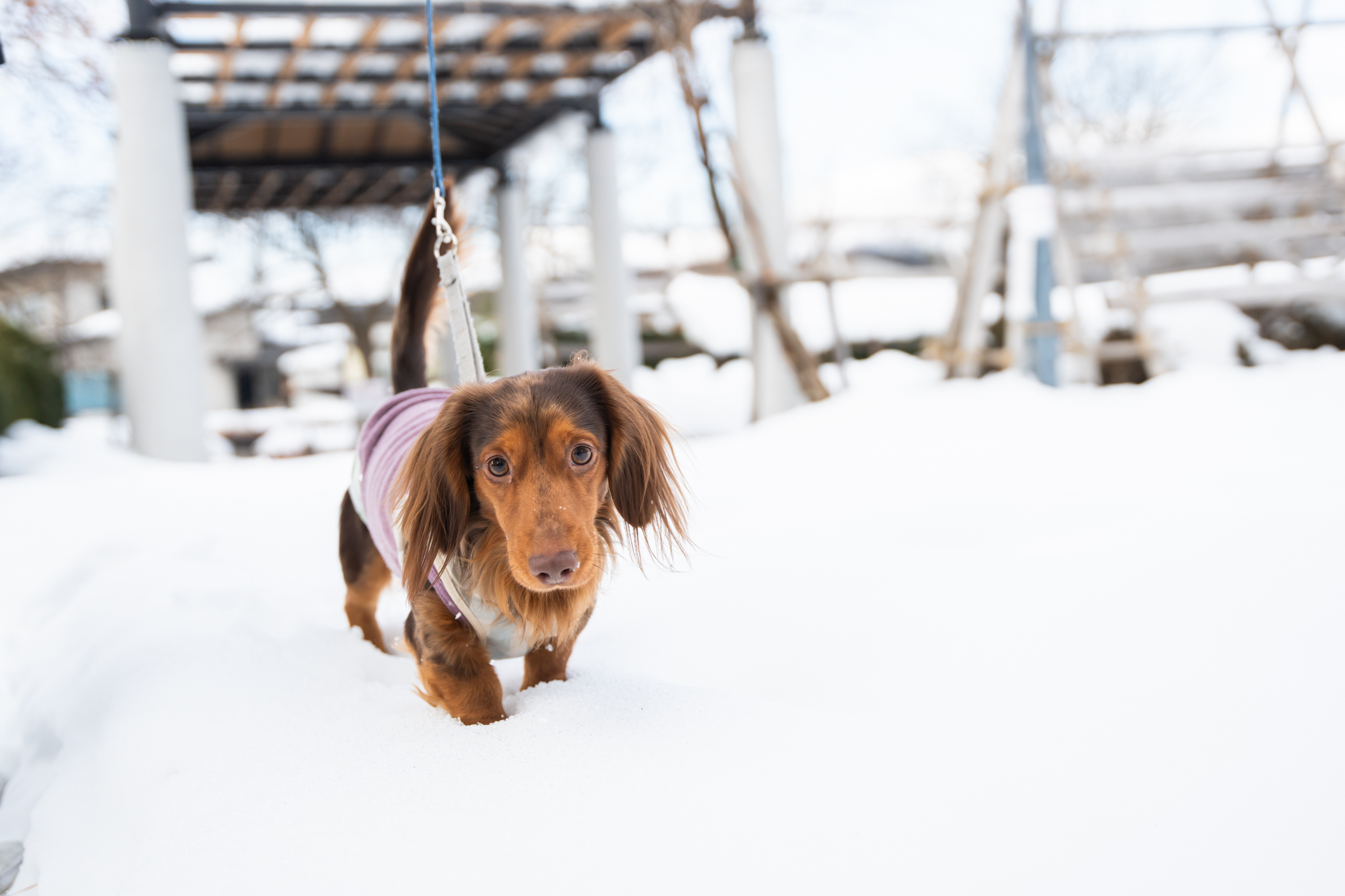 エビスヤ_散歩4