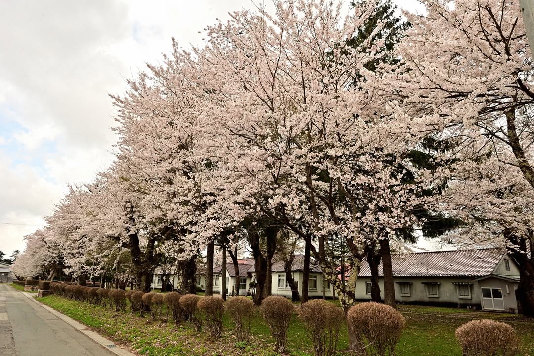 新庄市エコロジーガーデン 桜