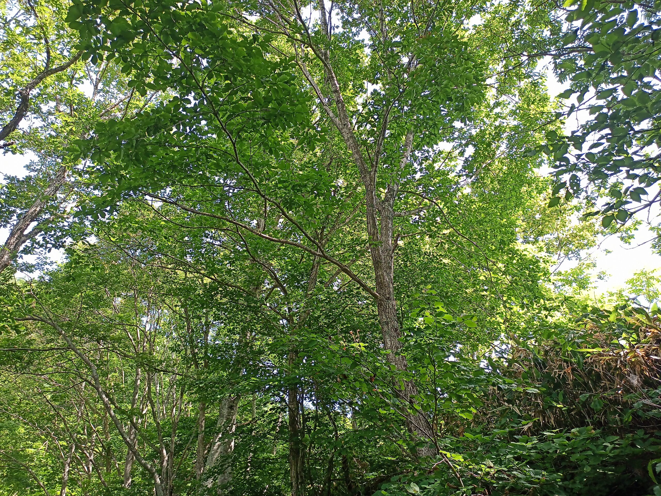 IMG_20240622_094155_467