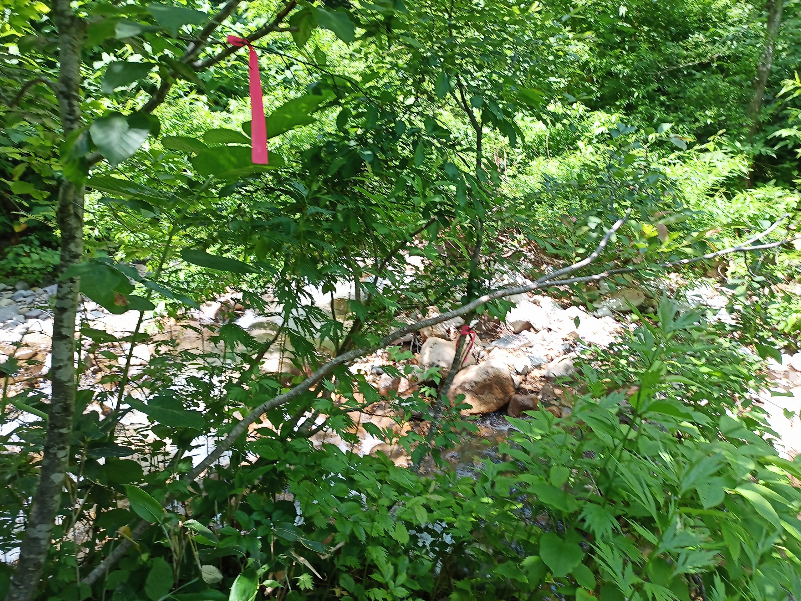 IMG_20240622_095248_681