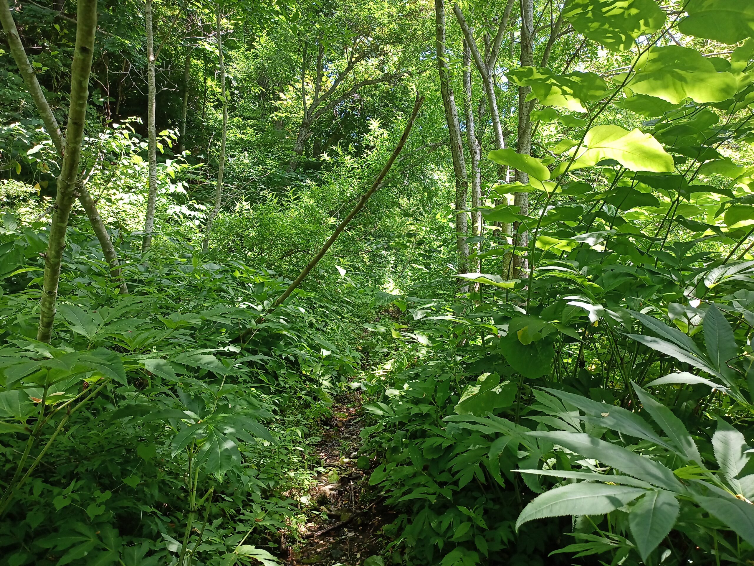 IMG_20240622_095450_945