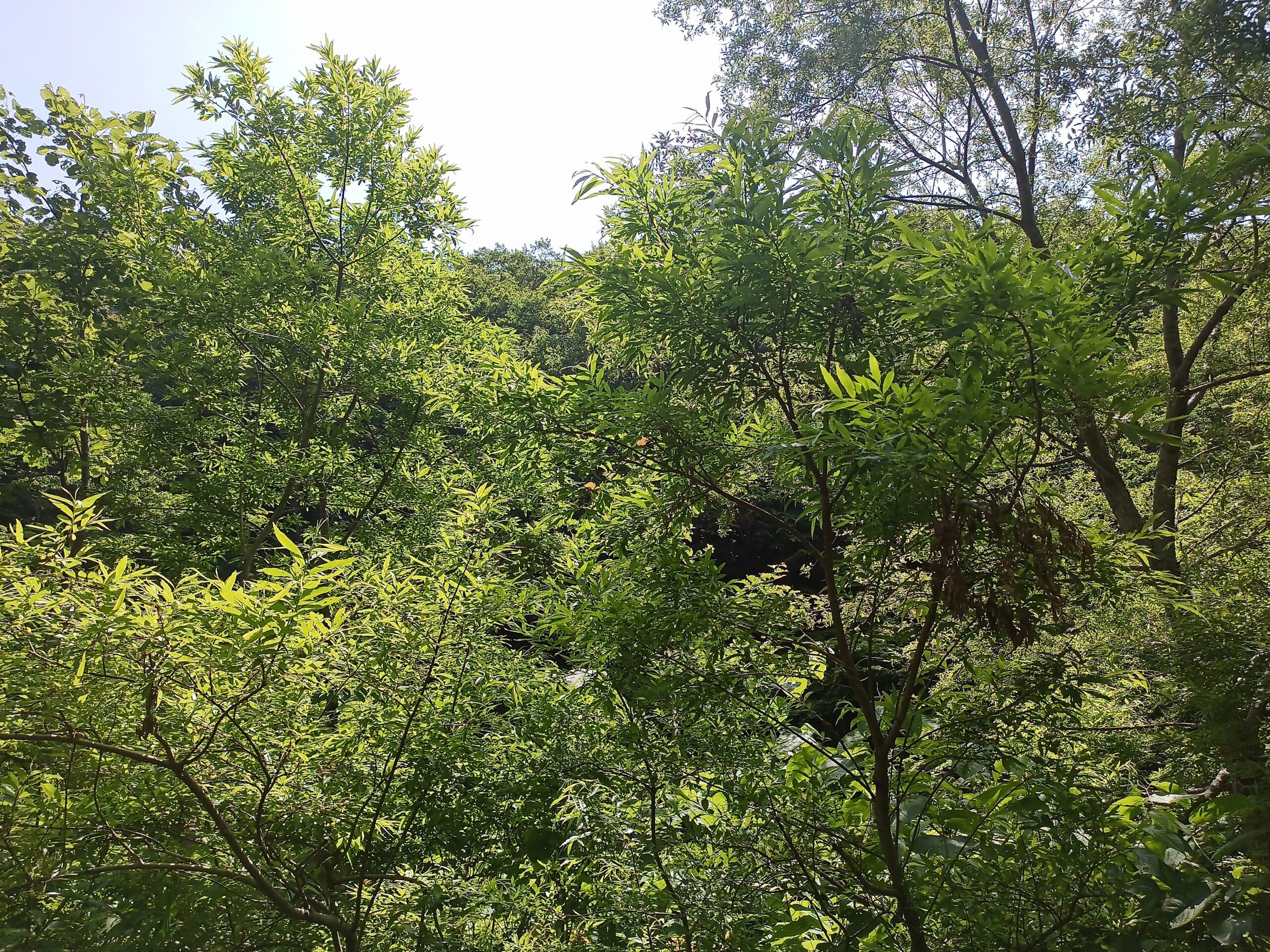 IMG_20240622_095828_313