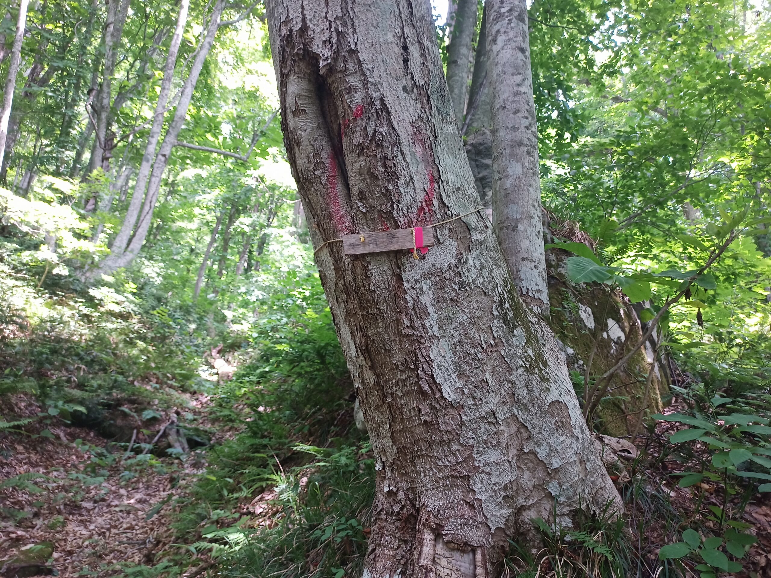 IMG_20240622_104604_172