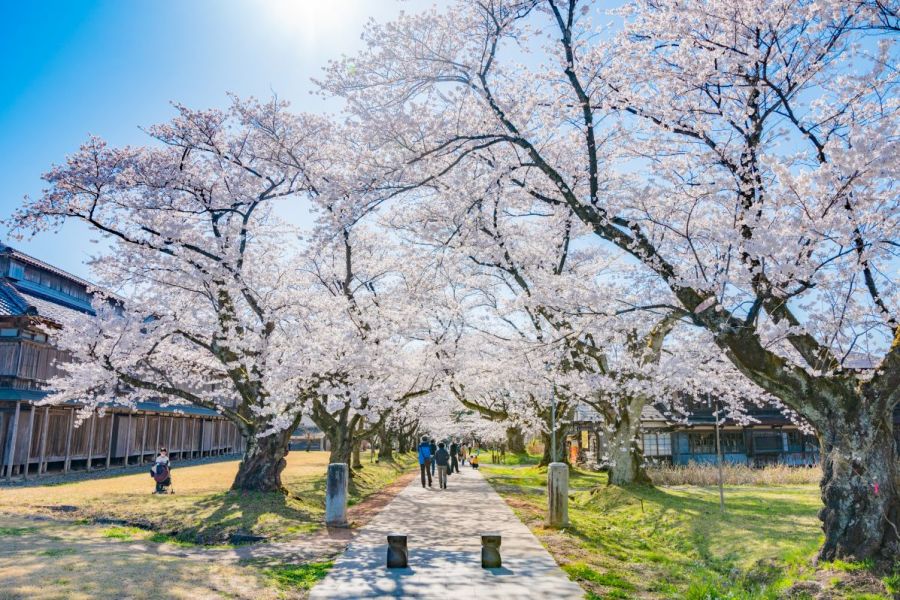 松ヶ岡開墾場 桜
