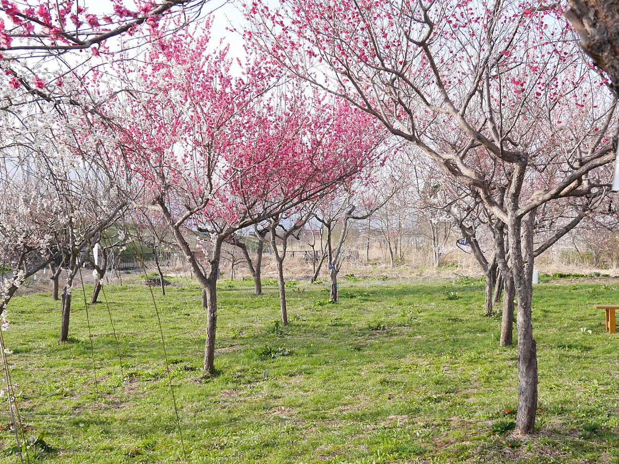 慶助さんの梅林9