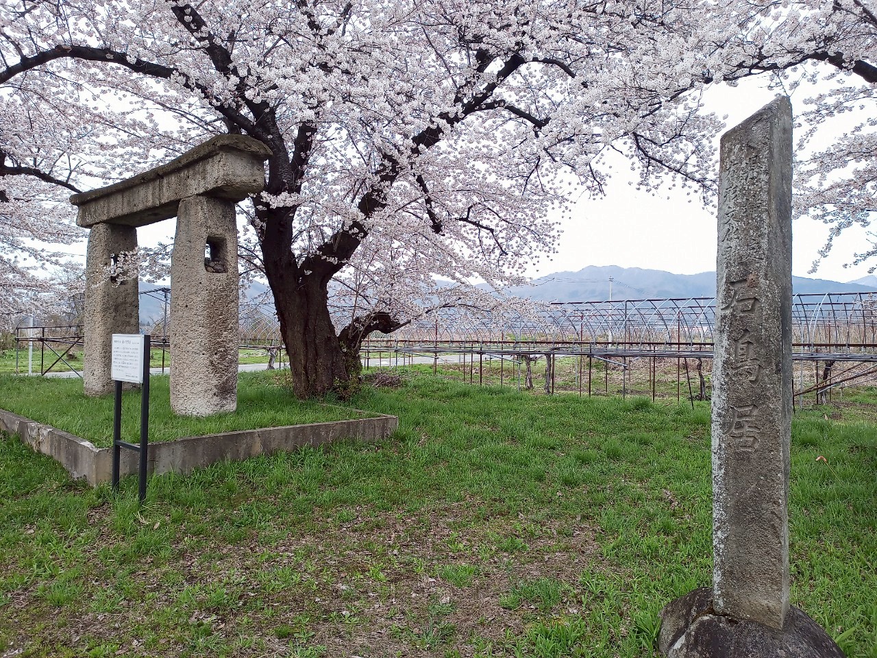LINE_ALBUM_清池の石鳥居_250419_38