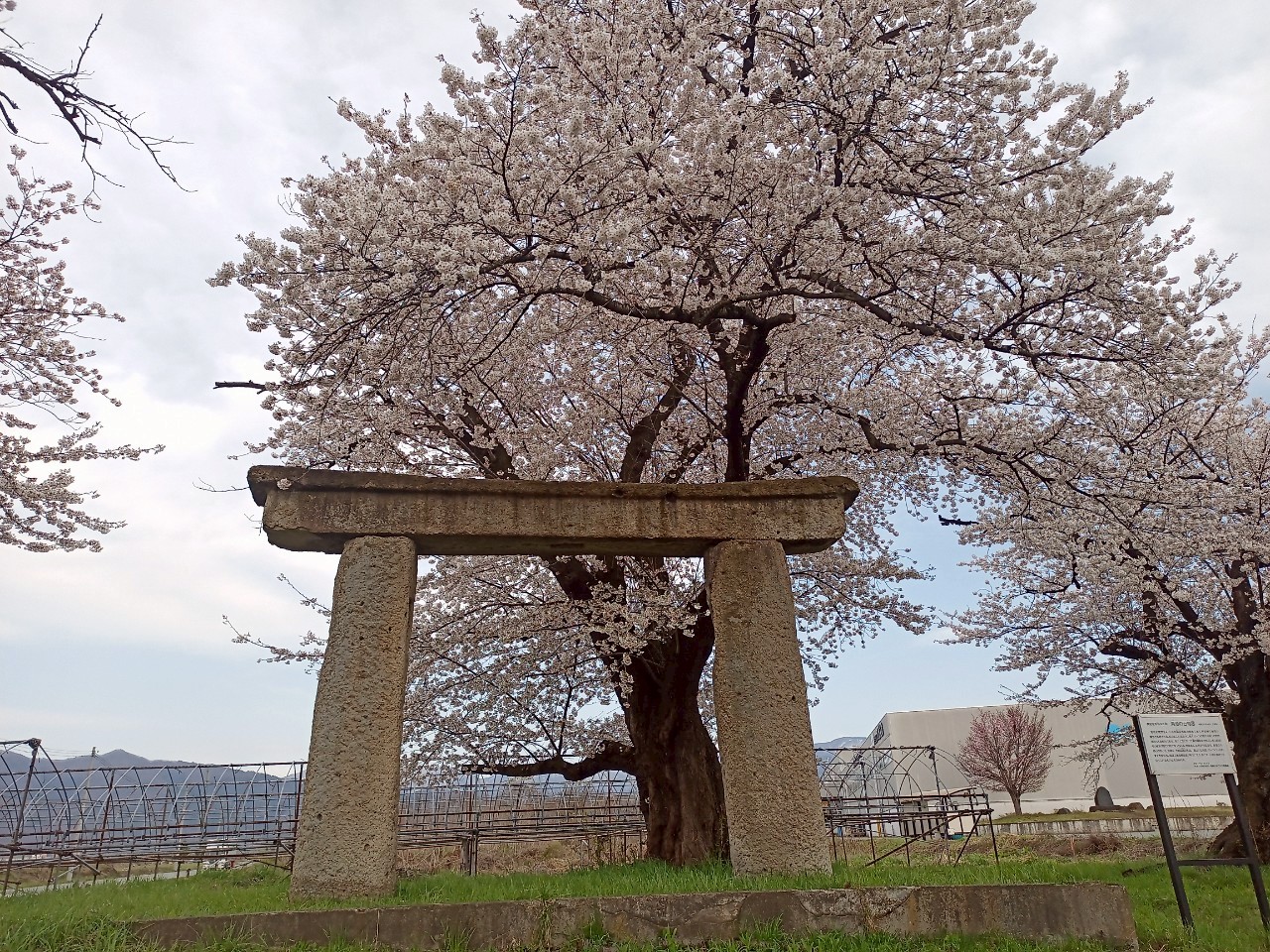 LINE_ALBUM_清池の石鳥居_250419_55