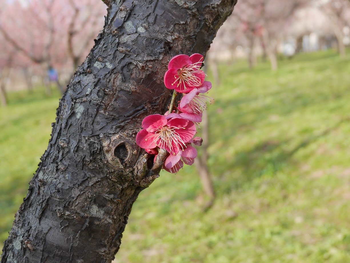 慶助さんの梅林10
