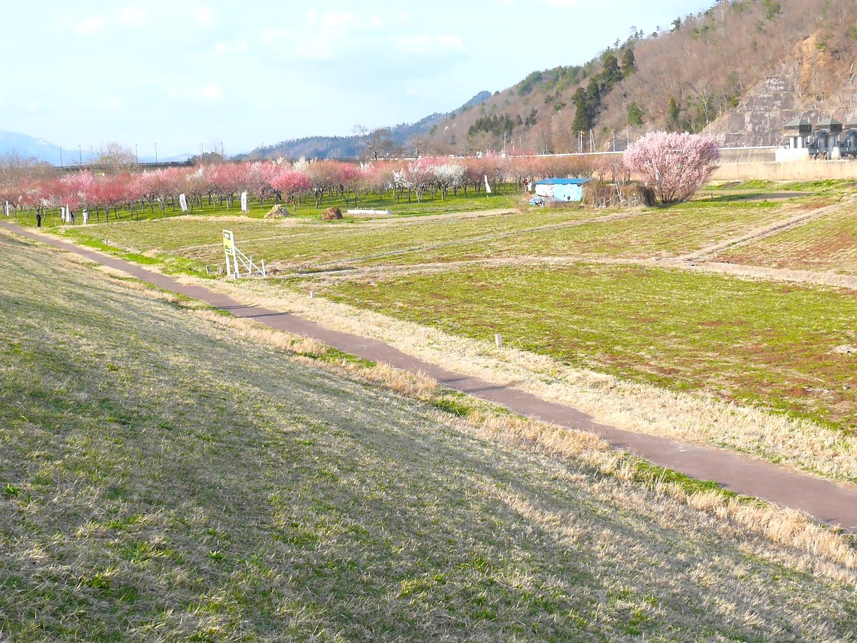 慶助さんの梅林3