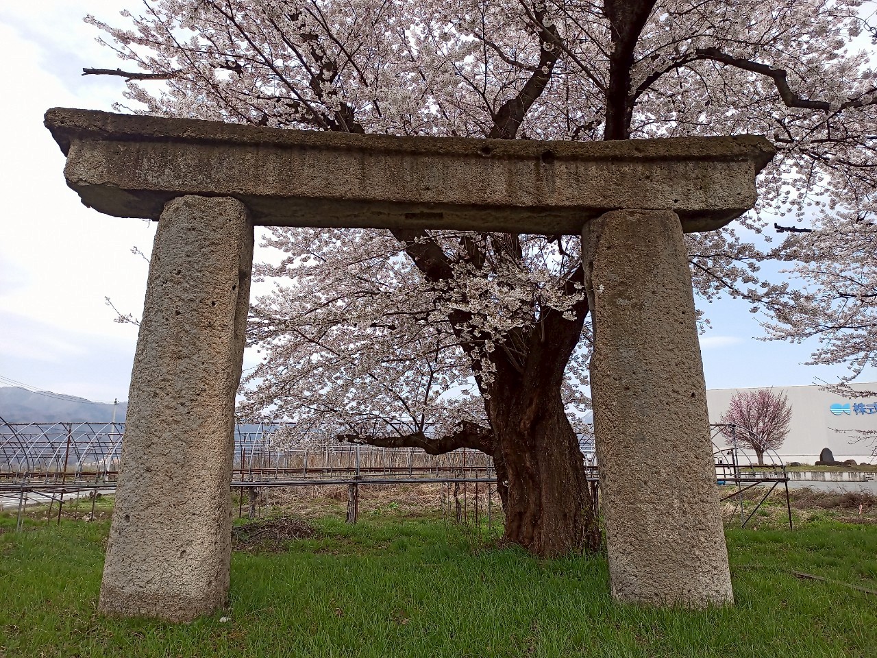 LINE_ALBUM_清池の石鳥居_250419_23