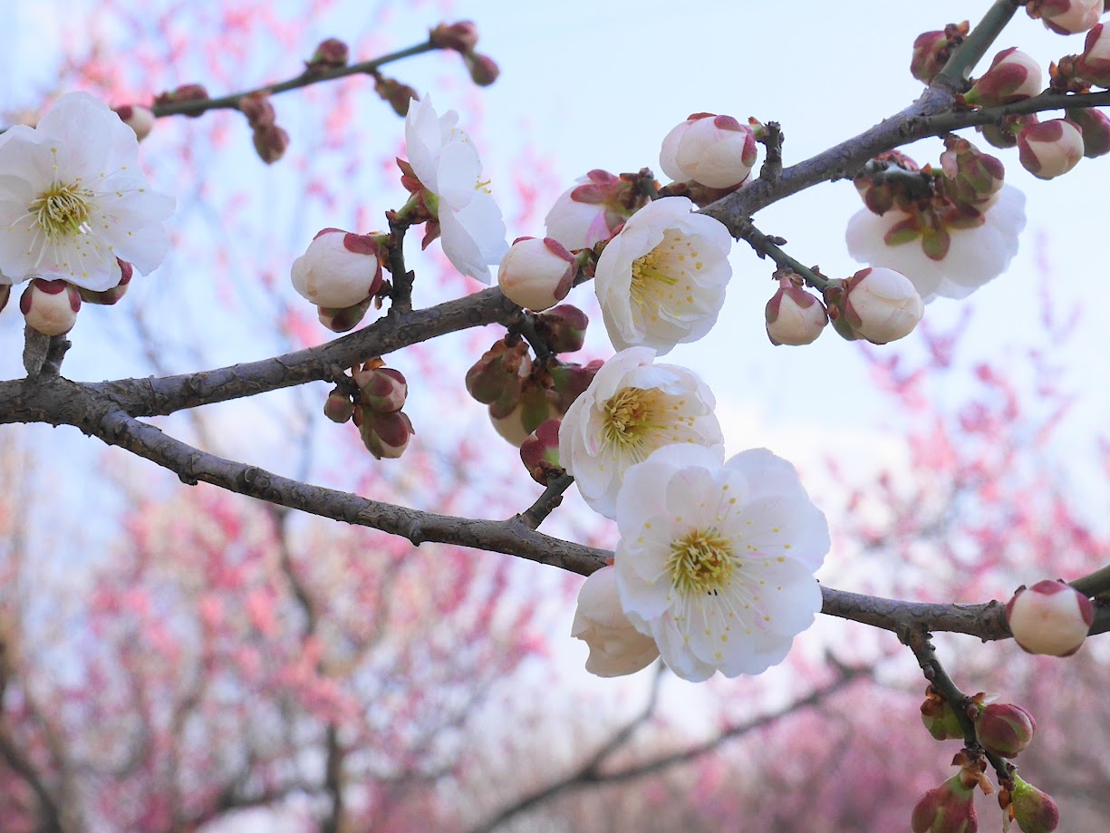 慶助さんの梅林11