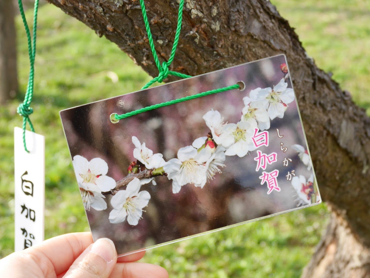 慶助さんの梅林6