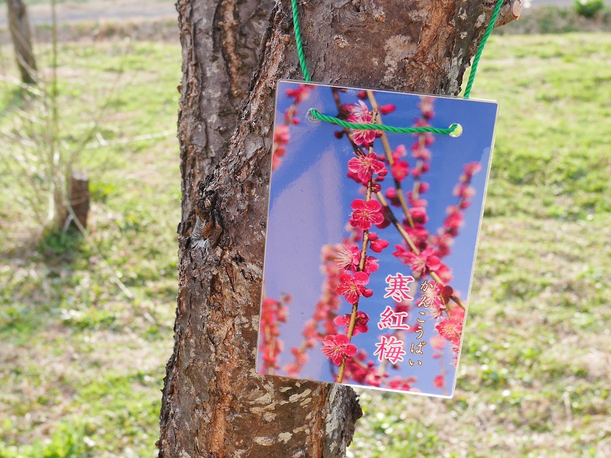 慶助さんの梅林5