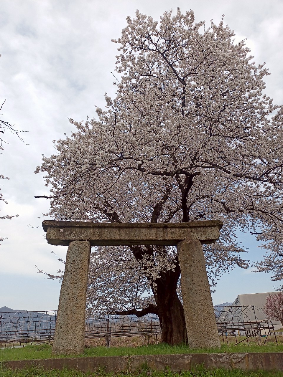 LINE_ALBUM_清池の石鳥居_250419_51