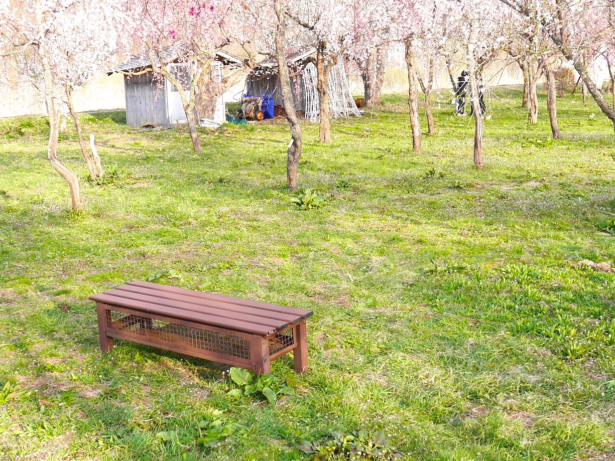 慶助さんの梅林7