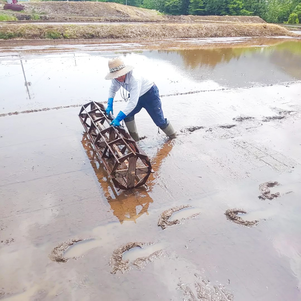 白鷹町中山棚田田植え・稲刈り体験-3