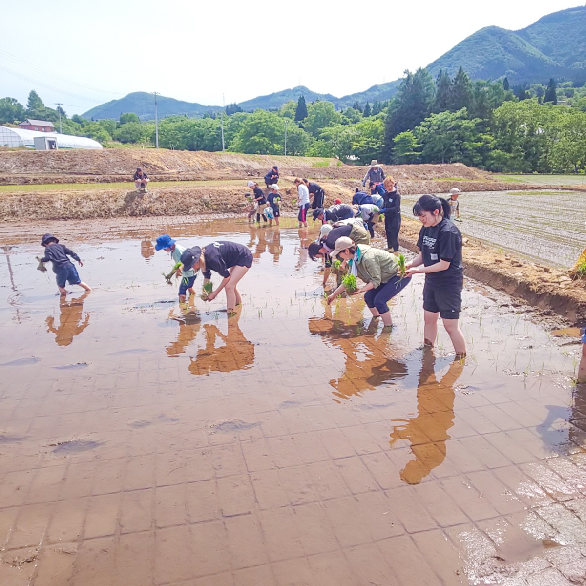 白鷹町中山棚田田植え・稲刈り体験-4