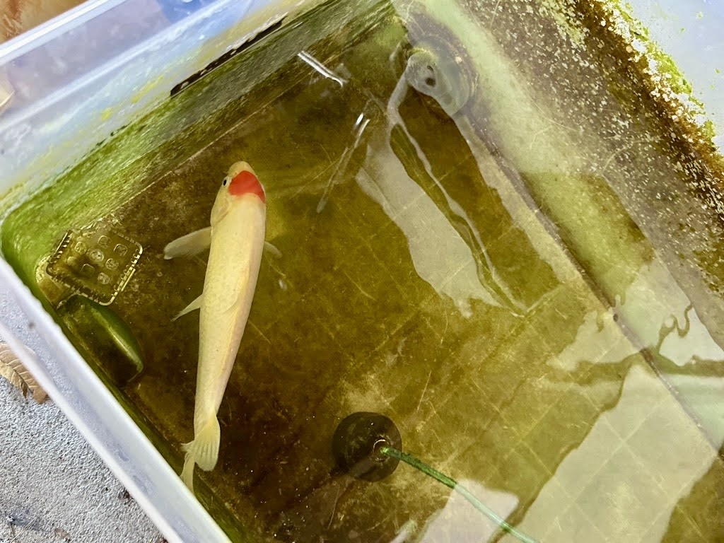 蕎麦処みやびー外観4