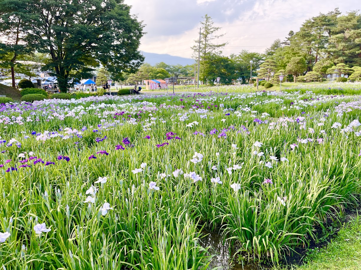 あやめまつり_9