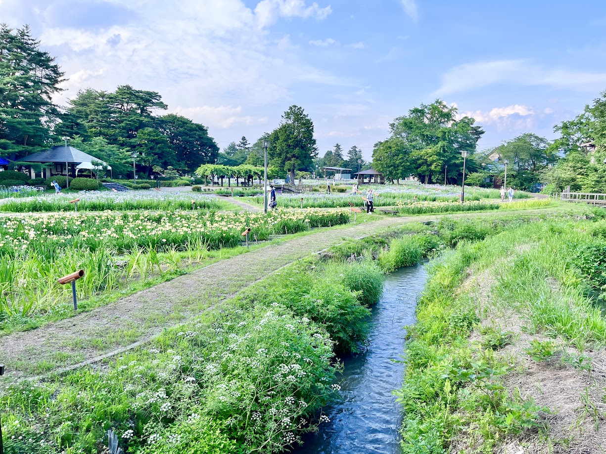 あやめまつり_11