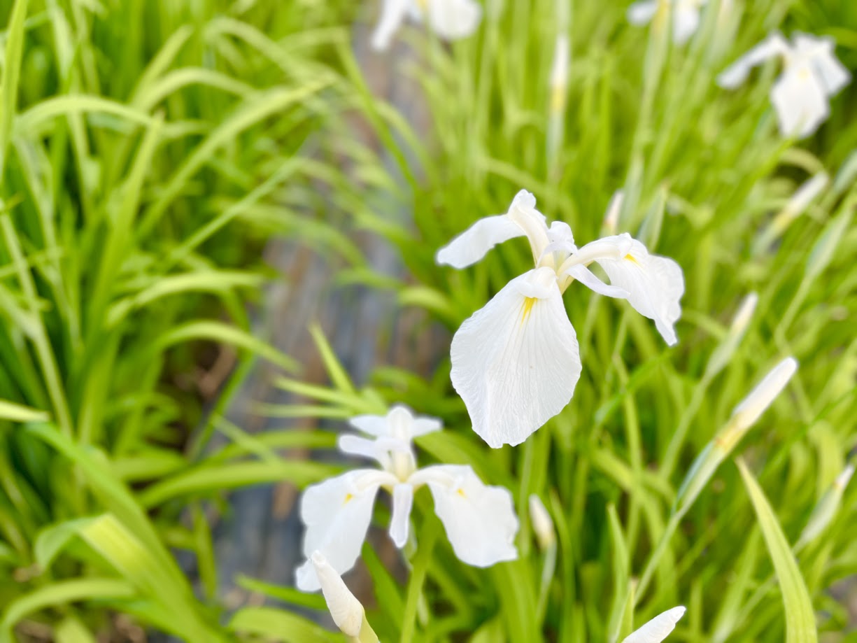 あやめまつり_17