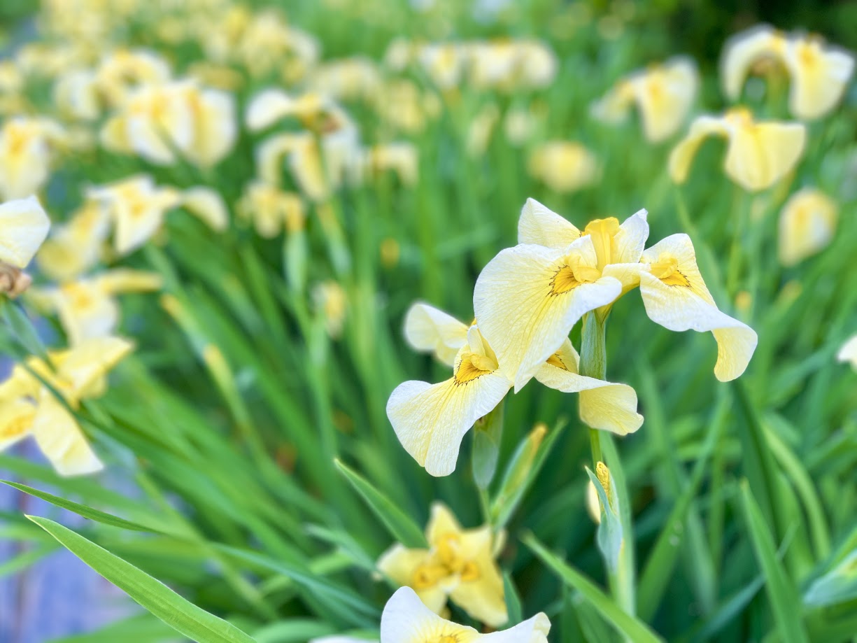 あやめまつり_16