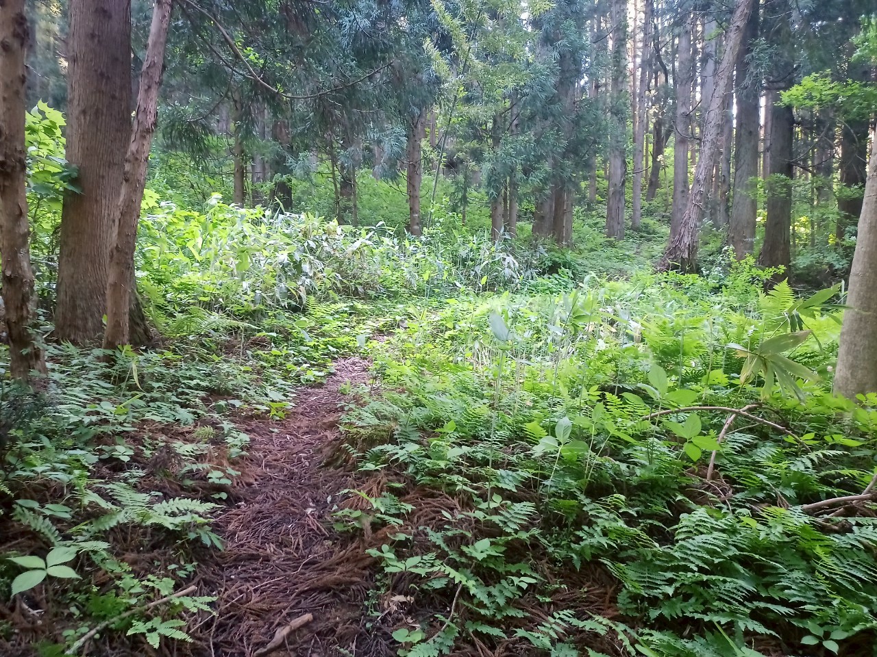 LINE_ALBUM_畑谷城_250619_110