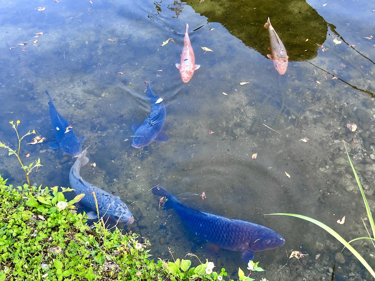 あやめまつり_3