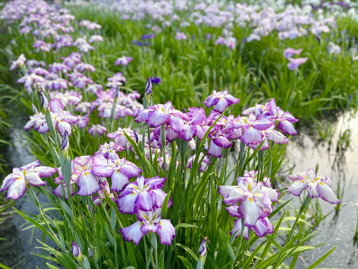 あやめまつり_8