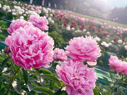 【山形の話題】芍薬の花が見頃です!