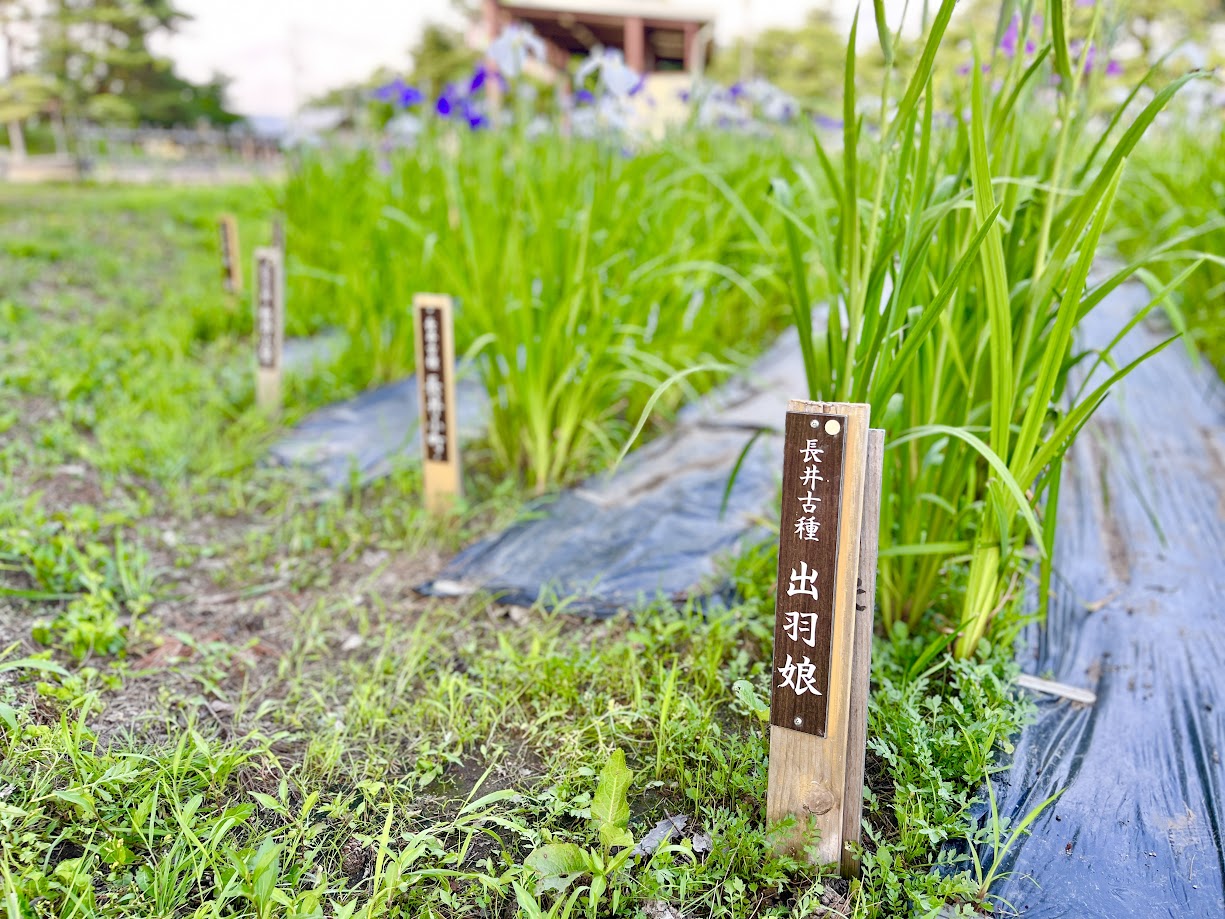 あやめまつり_5