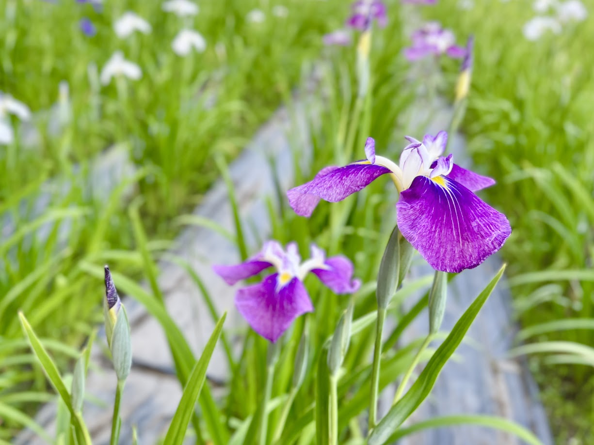 あやめまつり_6