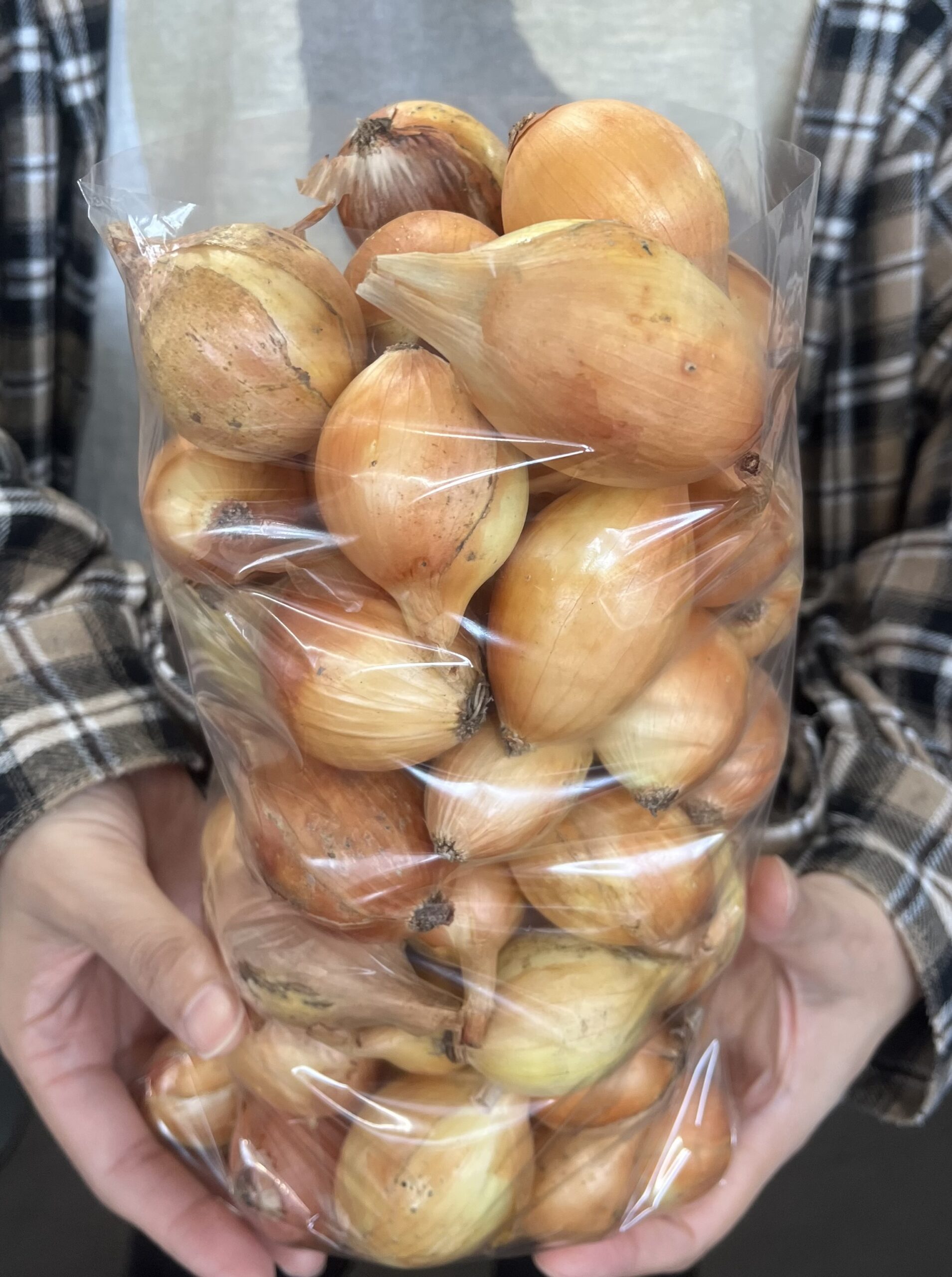 【やまぐらピックアップ】数量限定！自然栽培の小玉玉ねぎつめ放題