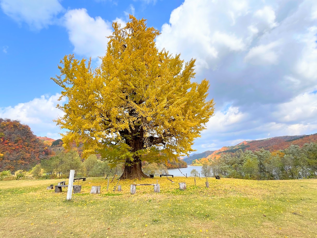 【山形紅葉レポ】イチョウ広場(小国町)|展望台からの絶景!ダムのほとりの大イチョウ