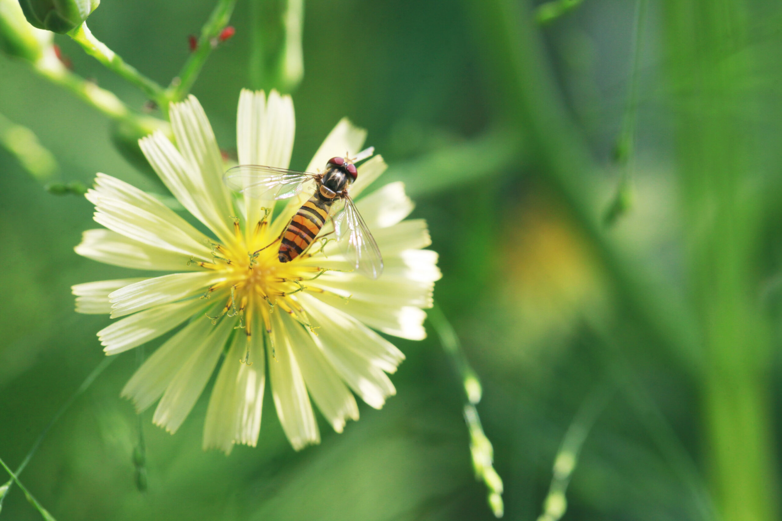 【やまぐらピックアップ】「いのち」から考えるたべものの話　〜生態適合農業勉強会（入門編）〜