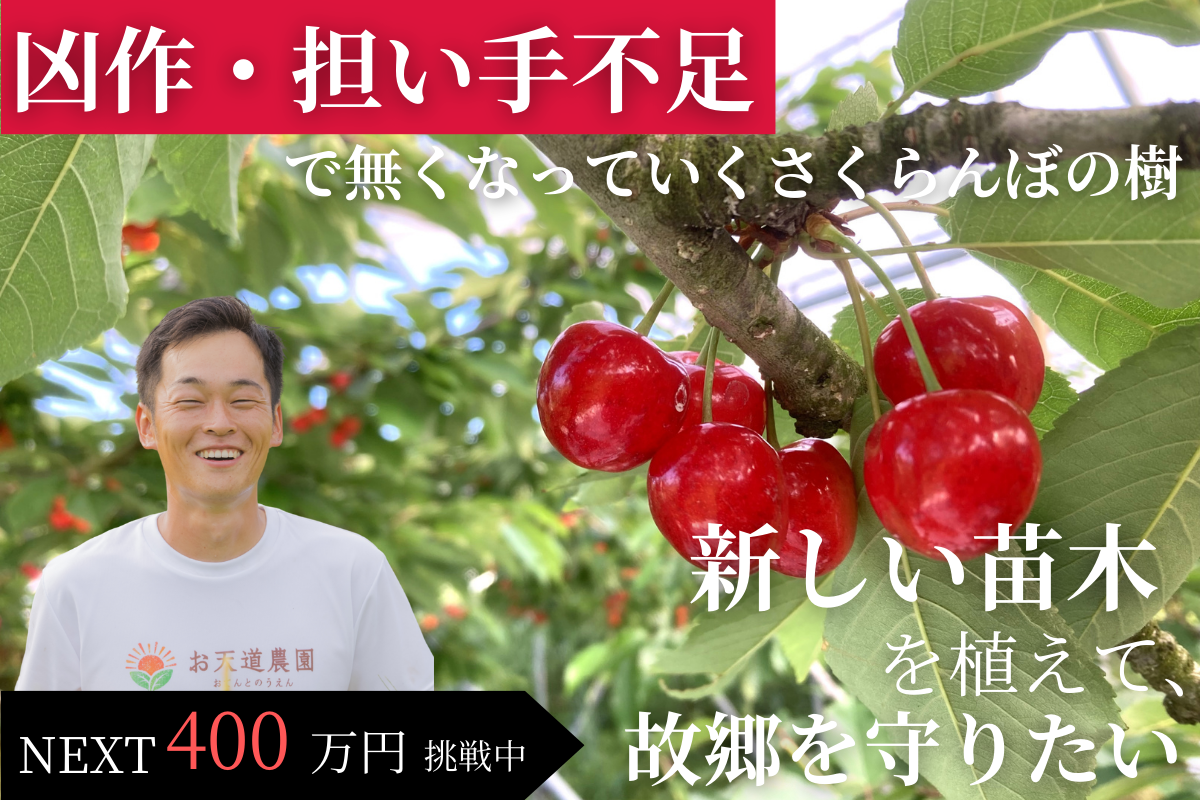 【山形の話題】さくらんぼ畑を未来へ!若手農家が挑む、果樹園再生の道