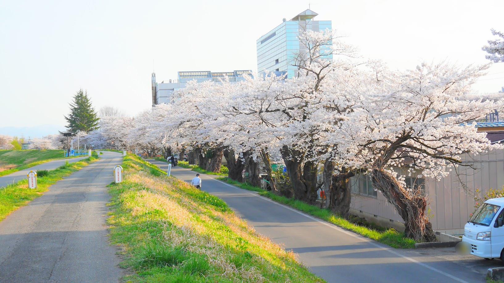 【置賜お花見レポ】最上川堤防千本桜（長井市）｜約2kmの桜並木の絶景！子連れでまったりおでかけしてきた