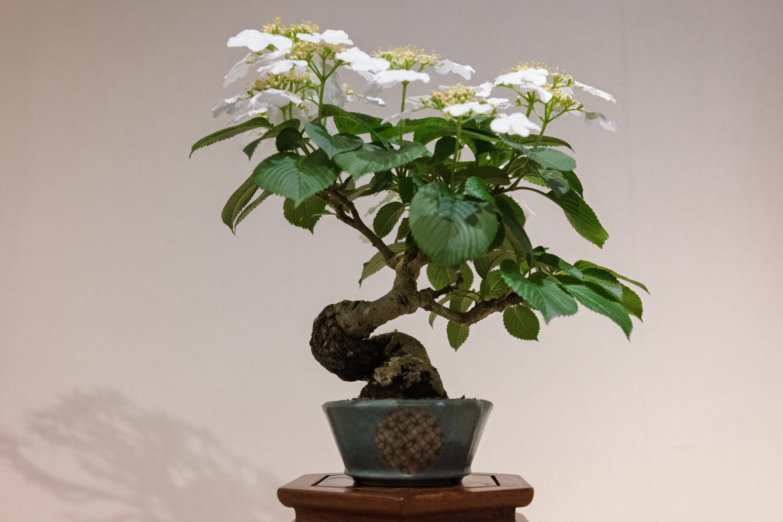 【山形イベント情報5/21-23】第94回つるおか小品盆栽展（鶴岡市）