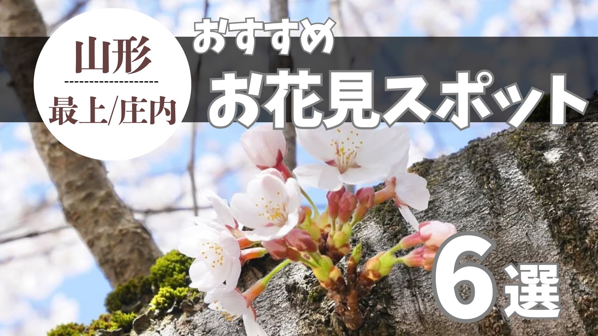 【2026年版】最上・庄内のお花見スポットまとめ!定番&穴場のおすすめ6選