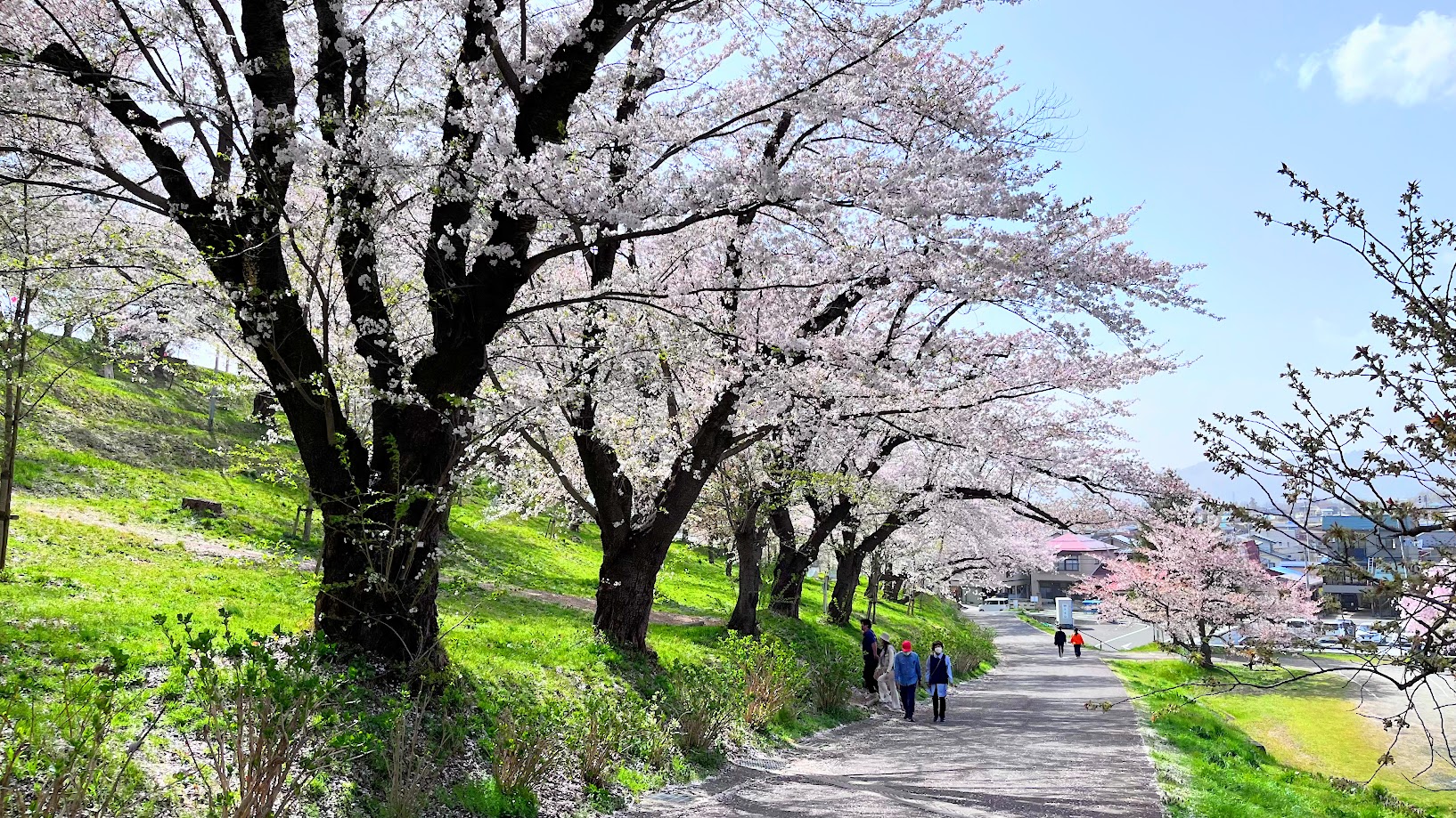 【置賜お花見レポ】烏帽子山公園(南陽市)|山形が誇る桜の絶景!咲き誇る千本桜が圧巻すぎた