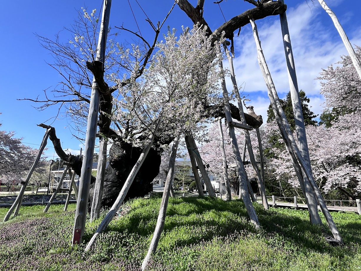 【置賜お花見レポ】伊佐沢の久保桜(長井市)|一度は見たい!樹齢1200年の歴史ある桜を鑑賞してきた